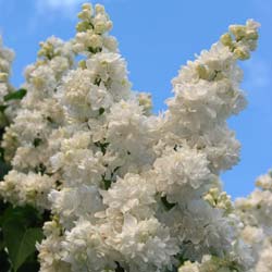Lilac, common white